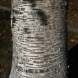 061e11ca-089c-4552-a957-6776065cd4b8_Birkibolur__140__4e53cc494d0fc.jpg